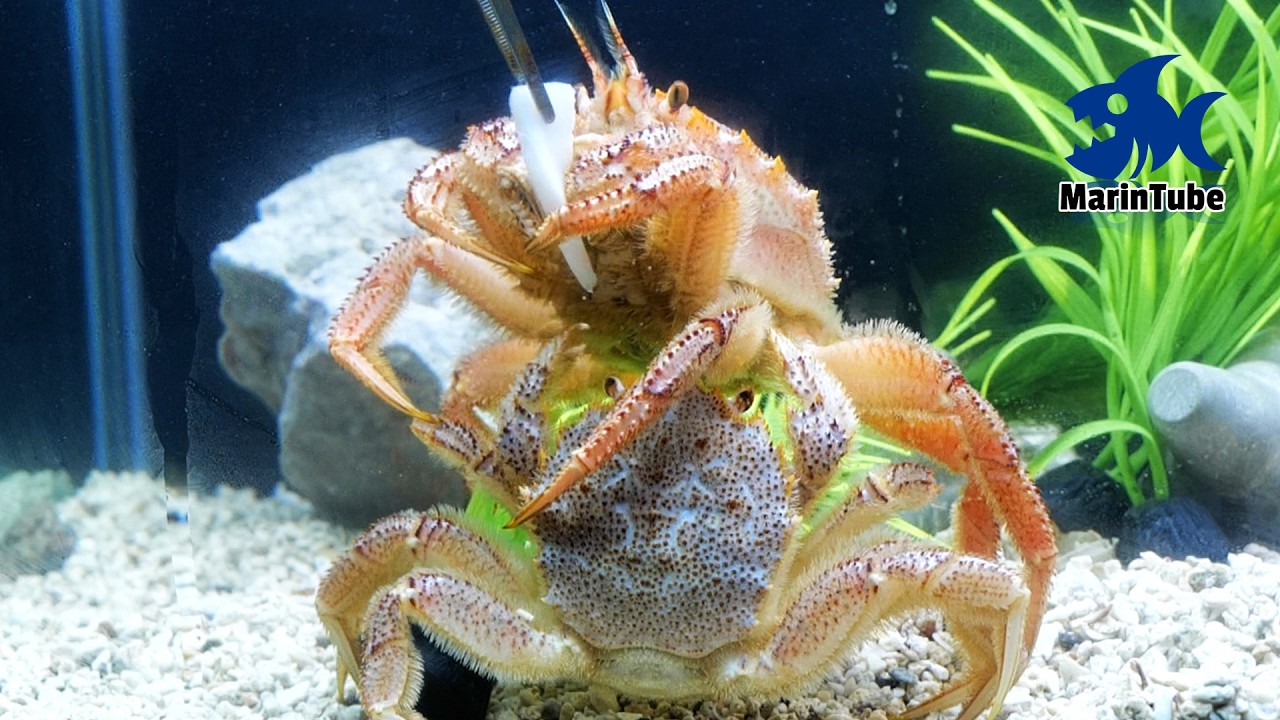水槽に入れた毛ガニが餌を巡ってブレイキングダウンし始めた #釣魚飼育12