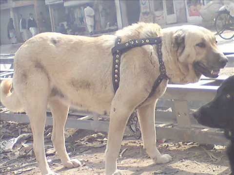koochi and gullterr.