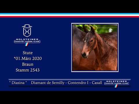 Holsteiner Online-Fohlenauktion 2020 - Diasina