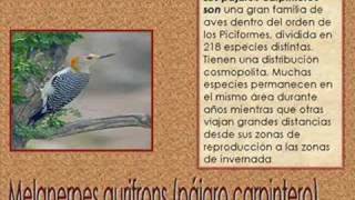 preview picture of video 'Aviario en Guapinol'