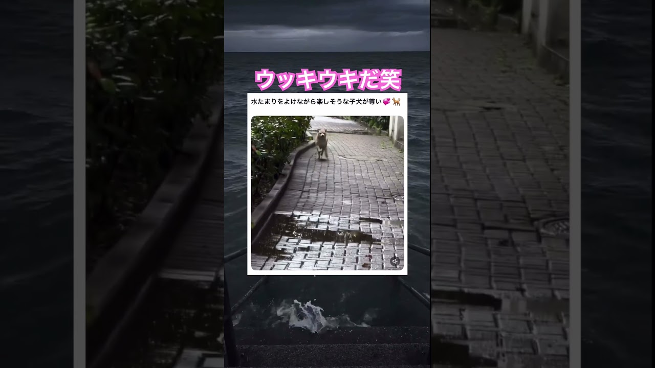 可愛すぎる行進！　#shorts#動物#かわいい#可愛い#癒し#癒し動画 #犬#スキップ