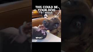 Your Dog Can Learn This in 1 Session 🤯🍻