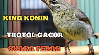 Download lagu KING KONIN trotol jantan gacor mp3