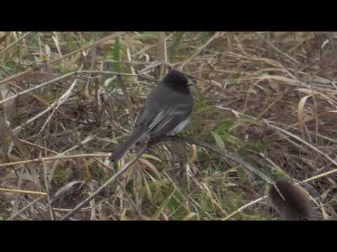 Pamuchár čierny (Sayornis nigricans) — hlas a správanie v prírode