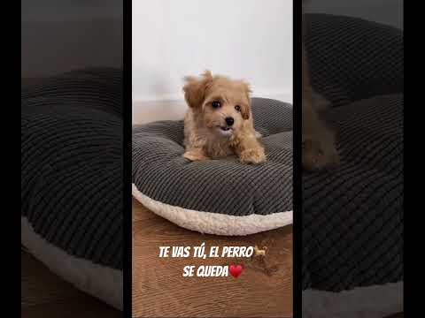 SUSCRÍBE🥹#mascotas #dog #dogshorts #dogs #pets #puppy #shorts #canilla #ffshorts #viralvideo