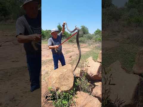 Big Black Mamba  #snake #venomous #africa #wildlife #animals