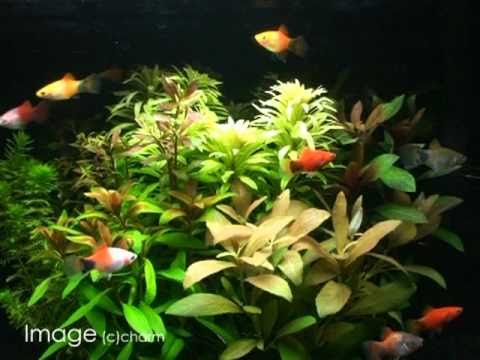 アルボプンクタタ