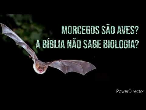 Diferença entre morcego e ave.
