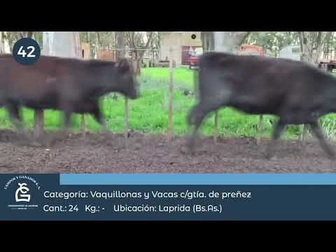 Lote Vq CGP - Laprida Bs As