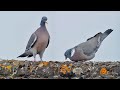 Wood Pigeon Courtship Hopping Bowing And Preening