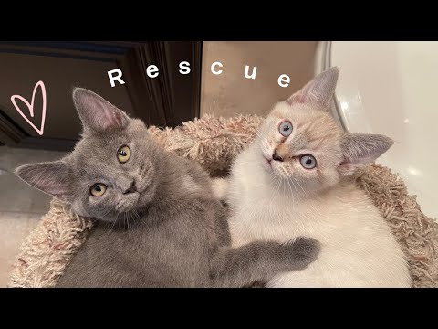 Why you should rescue a kitten
