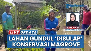 Dari Lahan Gundul Jadi Pusat Konservasi Mangrove, Kelompok Sida Asih Kelola Kawasan Simanja