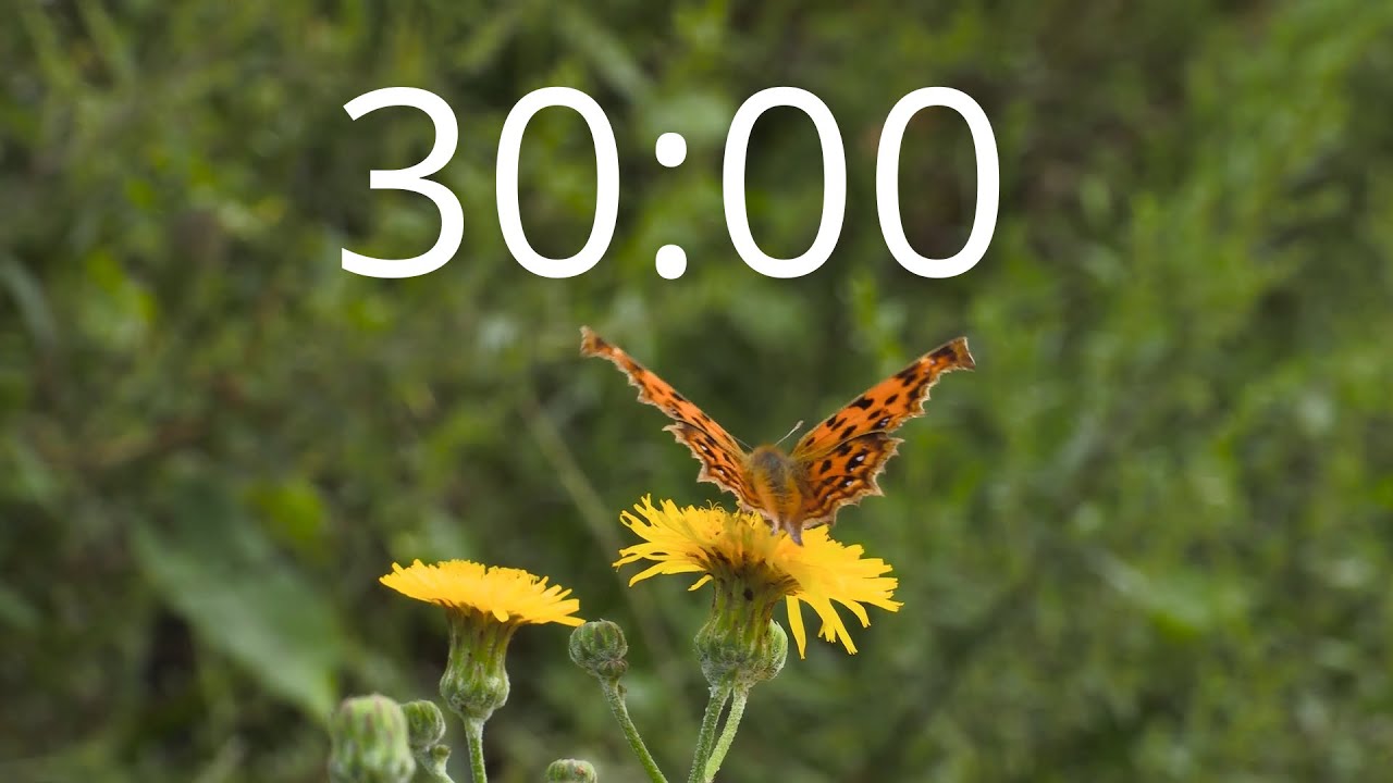 30 Minute Countdown Timer with Butterflies