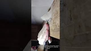 Download lagu Bird's Nest Harvesting || How to get bird's nest easily mp3