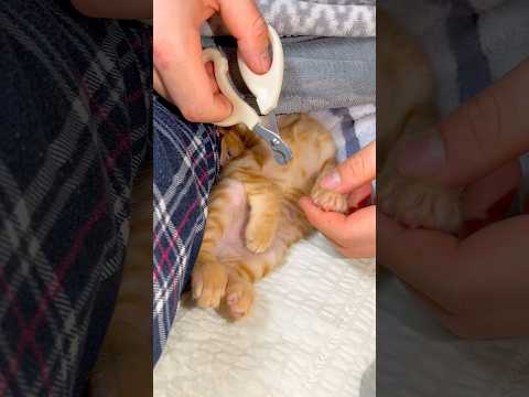 잠자는 맹수의 발톱을 깎으면