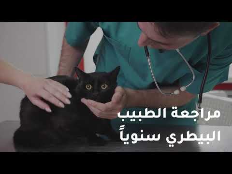 ما هي أمراض تربية القطط في البيت وكيف يمكن تجنبها؟