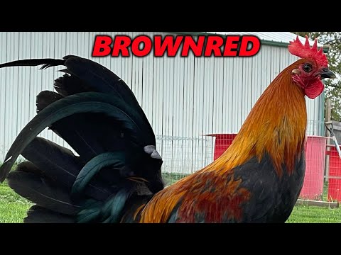 Brownred Asil Kelso Red Newark Farm