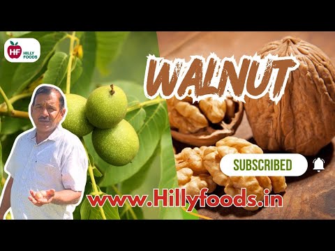 Walnut Farming in Uttarakhand Hills |अखरोट की बाग़वानी | Nursery to Harvest | Hilly Foods