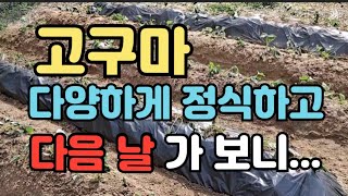 고구마재배2))