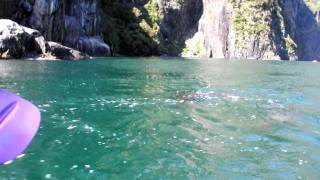 Playful Milford Sound seals around the Kayak 2