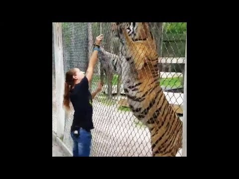 Siberian Tiger | The Largest Cat in the World | Compilation #1