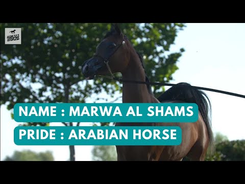 Arabian Horse MARWA AL SHAMS - EKS Farajj x Marjaana