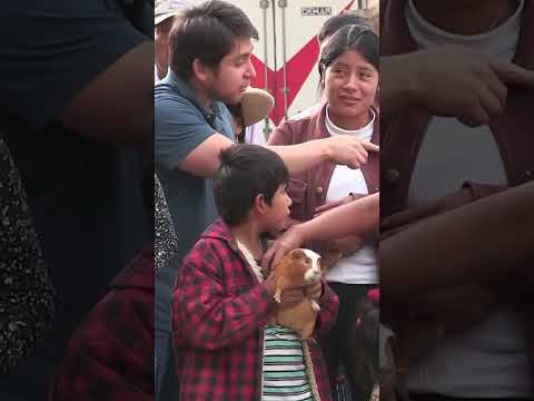 “Cuy a la vista”: el singular concurso de belleza y carrera de cuyes en Huaylas.