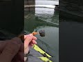 bigger blackfish takes the jig after the bite stops #fishing #tautog #kayakfishing