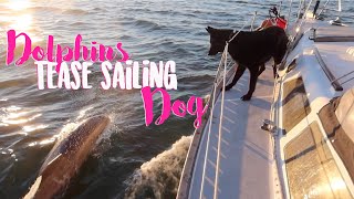 Dog Reacts to Dolphins | Sailboat Life (SMLS-S11E17)