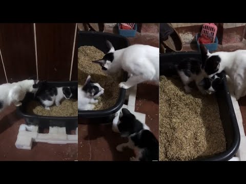 Kittens First Time Pooping Mother Cat is Concerned | kitten poop