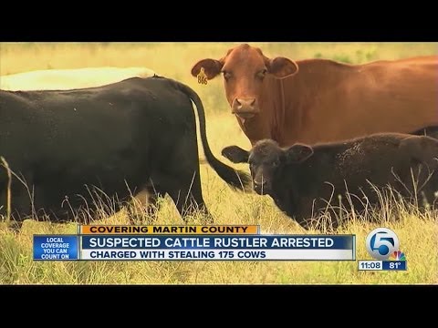 Suspected cattle rustler arrested, charged with stealing 175 cows