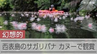 川面を漂う西表島のサガリバナ　カヌーツアーで観賞