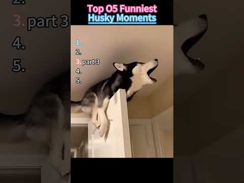 Funny husky Moments Compilation Pt. 1😂 #viral #shorts