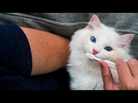 How to Brush Your Cat's Teeth for the First Time (5 Step Tutorial) | The Cat Butler