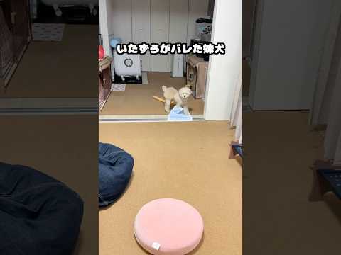 いたずらがバレた妹犬三桜 #犬 #トイプードル #かわいい #トイプードルの虎太郎三桜 #癒し #といぷーどる #こたみお