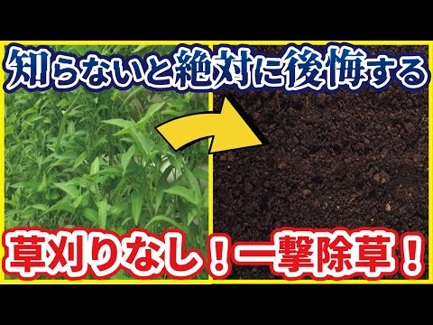 広い場所の除草方法は？雑草を完全かつ迅速に除去する 4 つの自然な方法  庭園