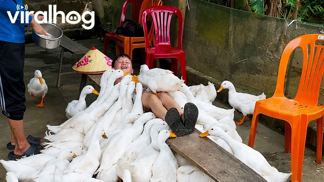 American Kid Becomes “Duck Leader for a Day” at Vietnamese Farm || ViralHog