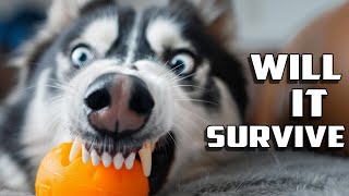 Creating a 3d Printed Dog Toy in TPU and testing its strength against a Husky