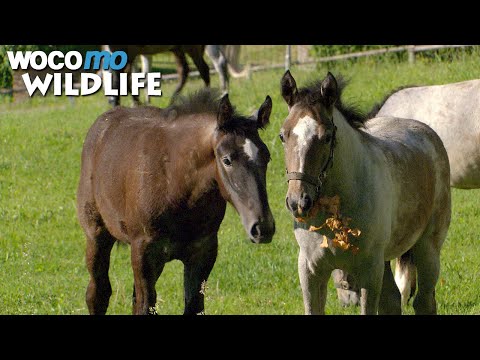 Destined for greatness: The Lipizzaner horses of Piber Castle