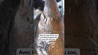 Canicule : au zoo, c'est douche générale !!