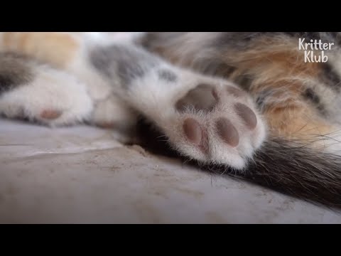 EP.05 😸 | Down For Some Grape Jellybeans? | Lemmeow Meet Cats For You