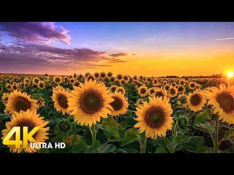 Yellow Sunflowers in 4K UHD Relax Video - Relaxing Music for Stress Relief and Deep Focus