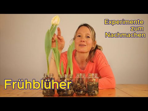 Join in! Early bloomers - experiments to try at home