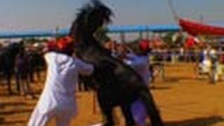 preview picture of video 'Horse Show  Pushkar  Rajasthan'