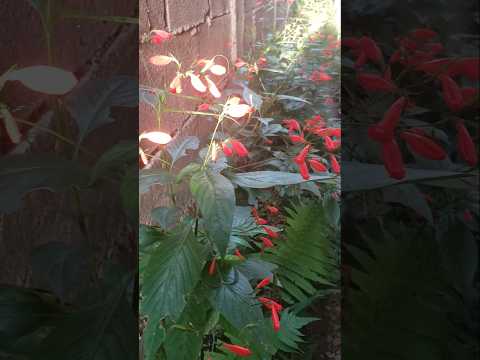 BOM DIA LINDAS FLORES 💐  AGORA O FRIO CHEGOU EM MINAS GERAIS #andrelandiamg