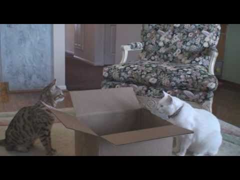 THE BOX....starring Tasha and Tito, the Funny Talking Cats