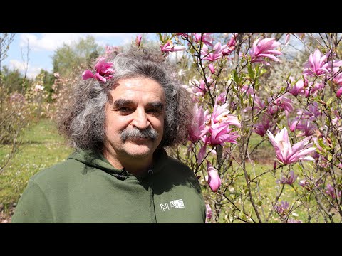 Botanikus a konyhában - 192. Magnolia (liliomfa)