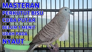 Download lagu Perkutut Lokal Gacor Suara Super Kristal - Pancingan Malas Bunyi  (99%AMPUH BANGET) mp3