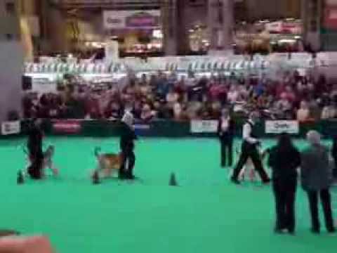 Team Afghan Hound - Heelwork at Crufts 2014 OBREEDience competition