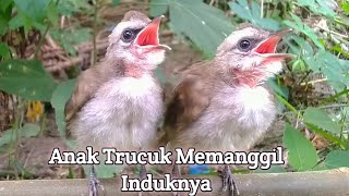 Download lagu Suara Anakan Burung Trucuk Memanggil induknya mp3